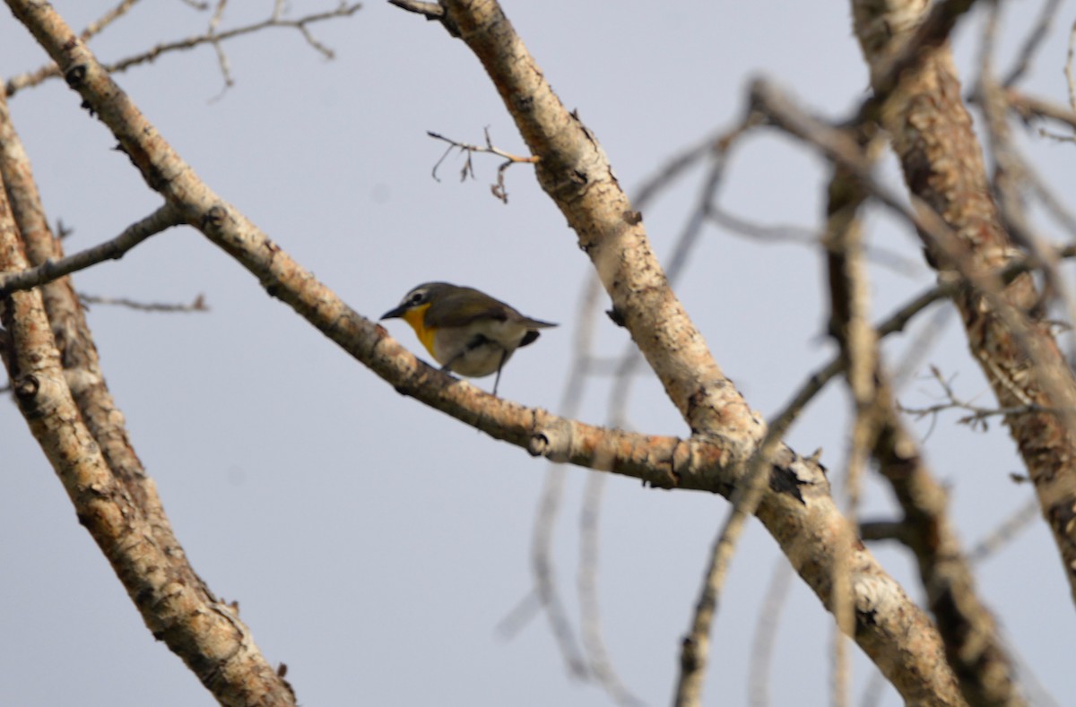 Yellow-breasted Chat - ML587063831