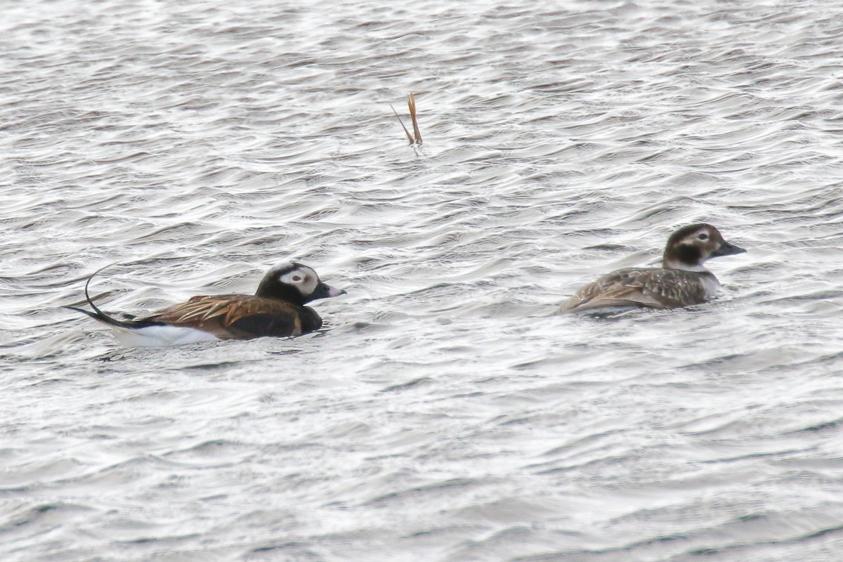Long-tailed Duck - ML587065991