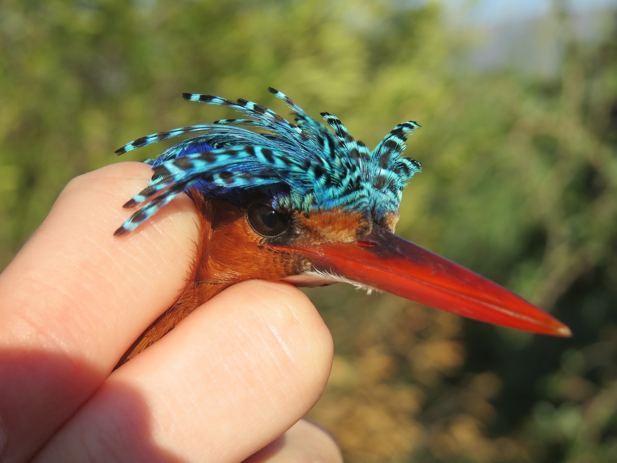 Malachite Kingfisher (Mainland) - ML58707341