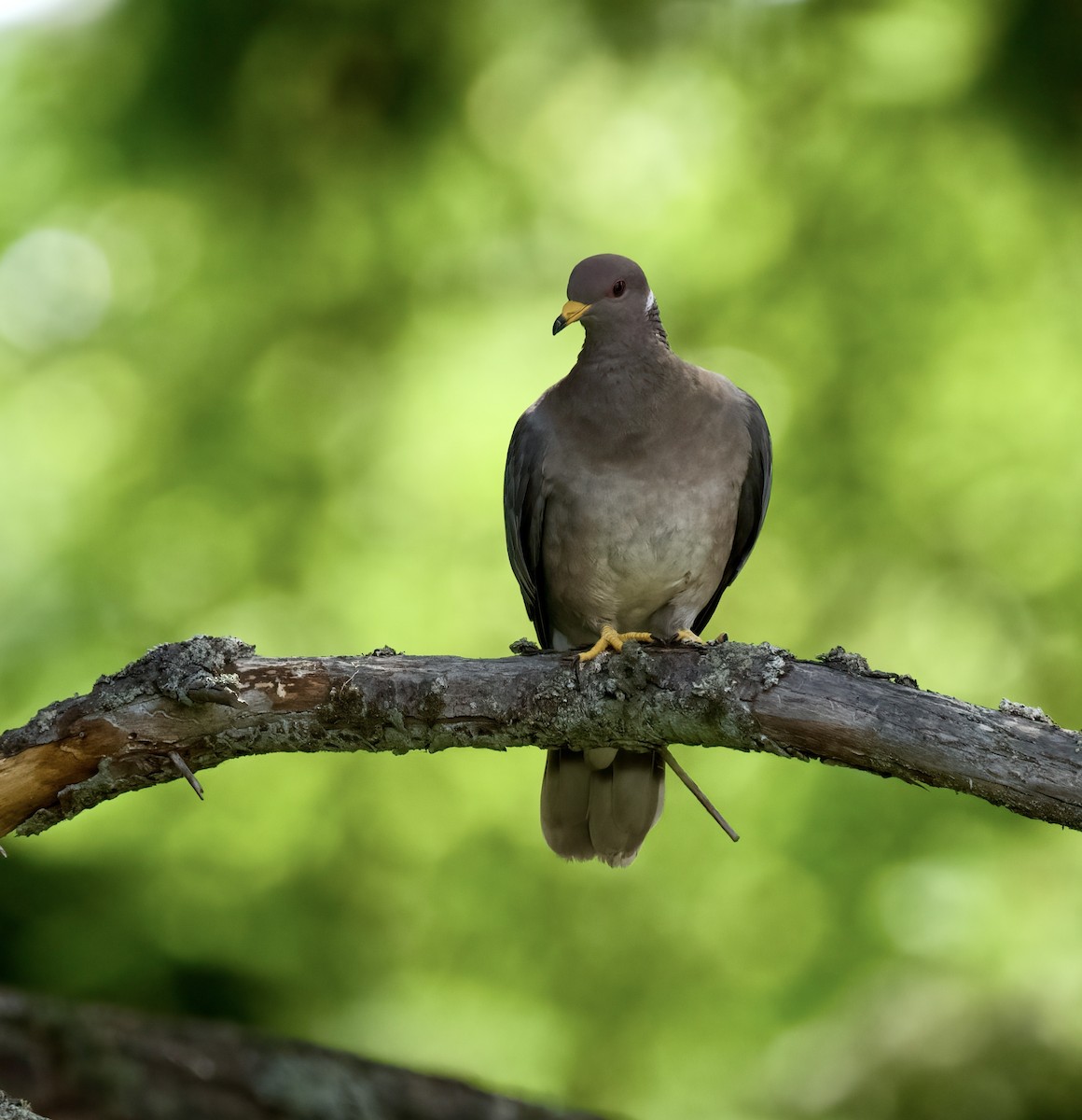 Band-tailed Pigeon - ML587074251