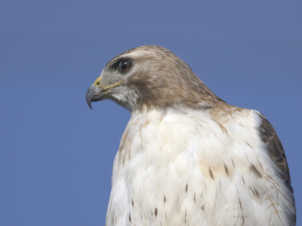 Red-tailed Hawk - ML587077961
