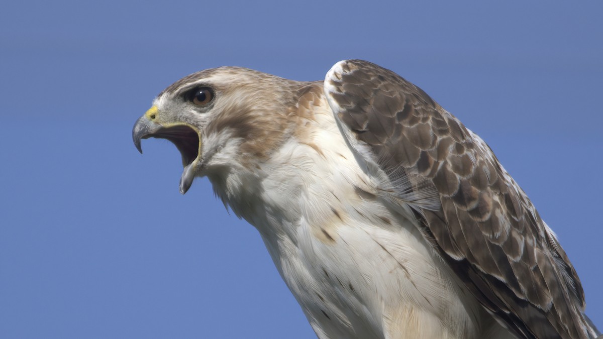 Red-tailed Hawk - ML587077971