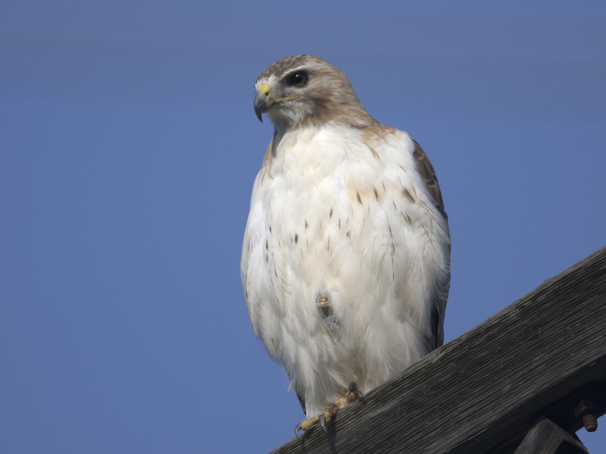 Red-tailed Hawk - ML587077981