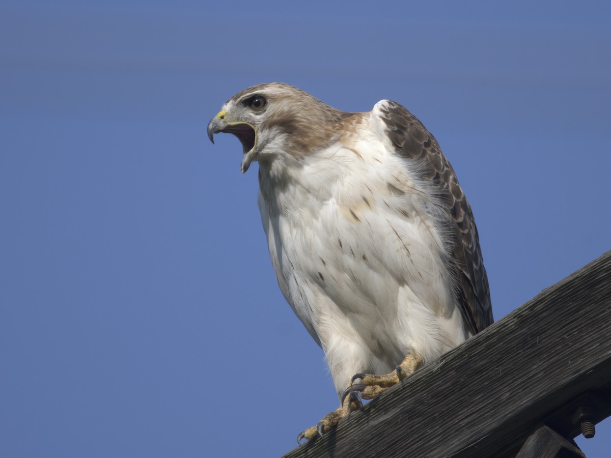 Red-tailed Hawk - ML587077991
