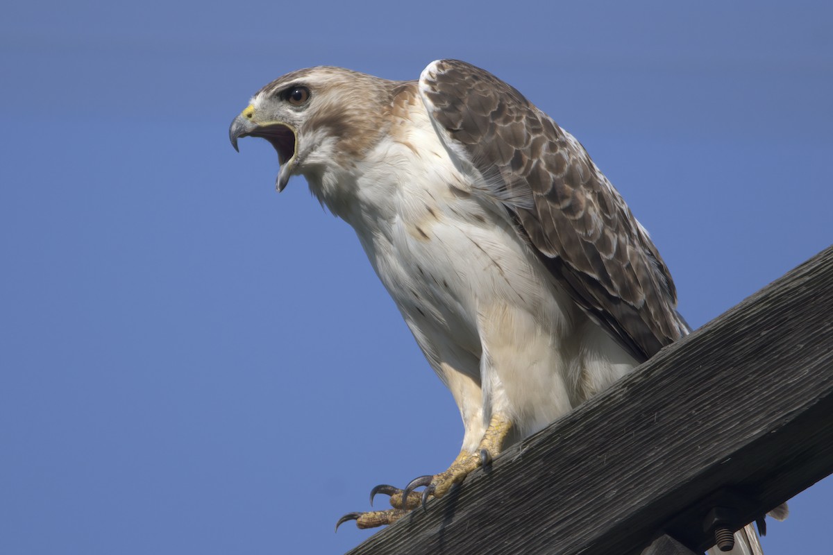 Red-tailed Hawk - ML587078001