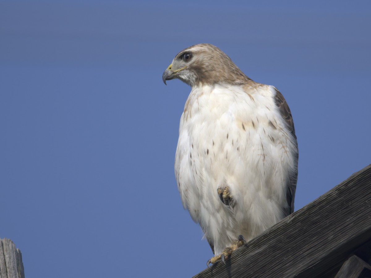 Red-tailed Hawk - ML587078011