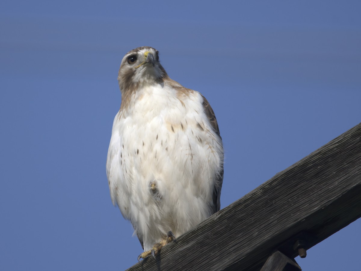 Red-tailed Hawk - ML587078021