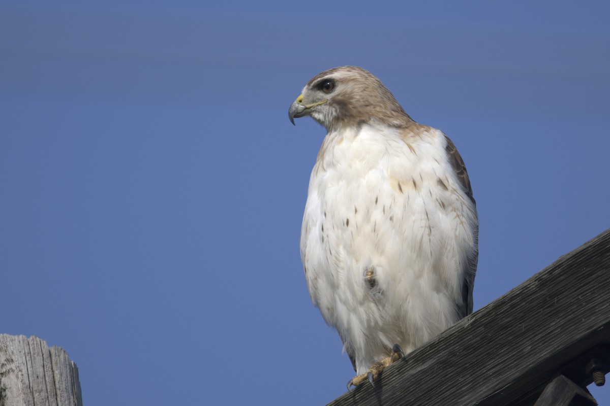 Red-tailed Hawk - ML587078031