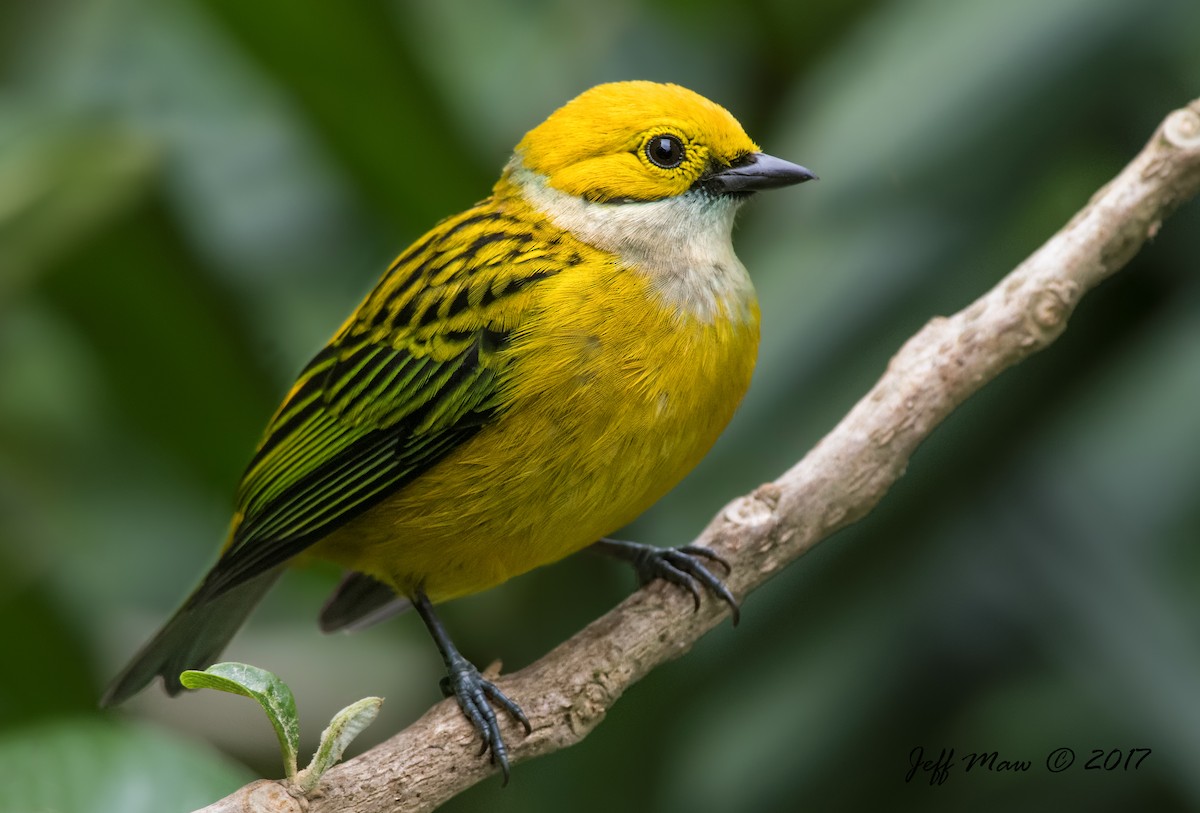 Silver-throated Tanager - Jeff Maw