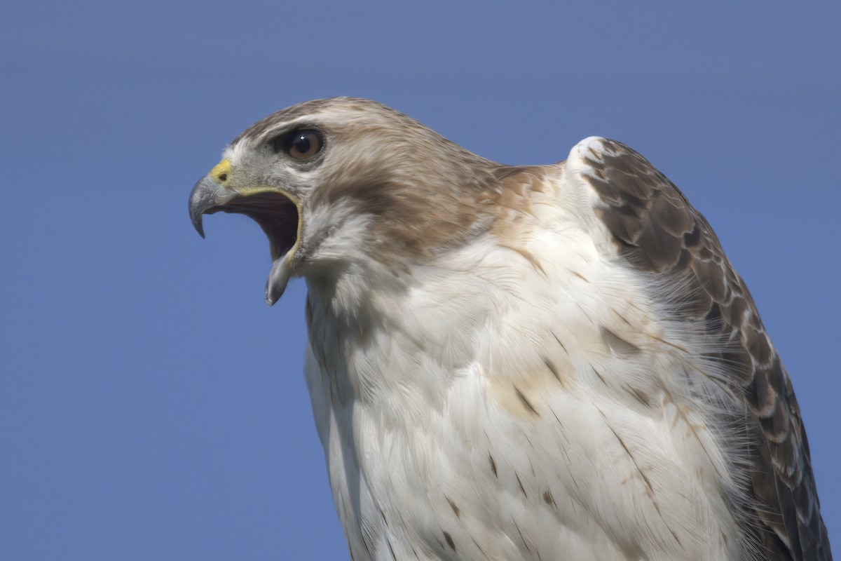 Red-tailed Hawk - ML587078531