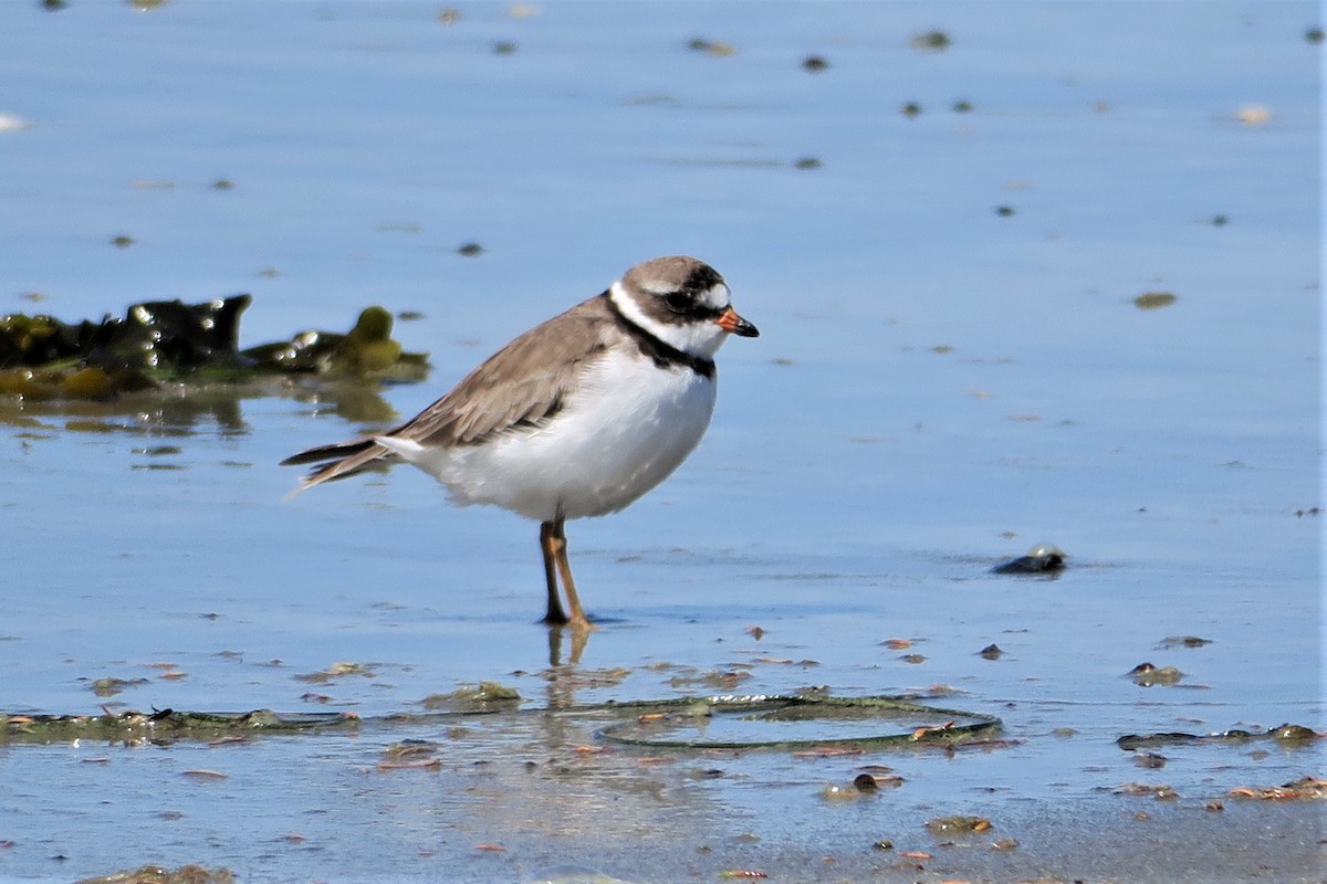 Semipalmated Plover - ML587080971