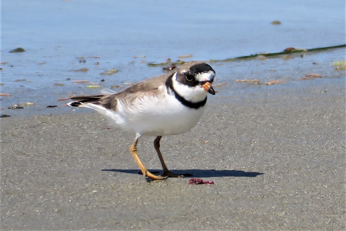 Semipalmated Plover - Adrian Dorst