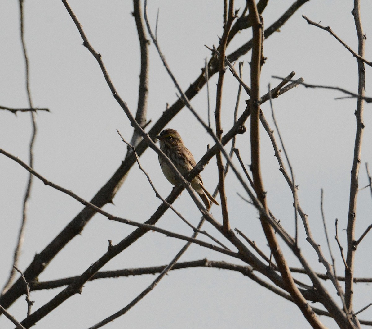 Savannah Sparrow - ML58708111