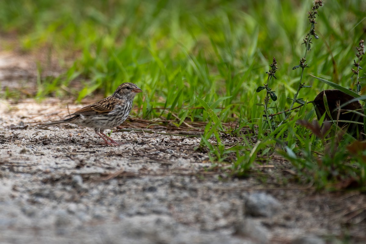 Chipping Sparrow - ML587082111