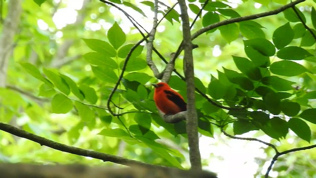 Scarlet Tanager - ML587082621