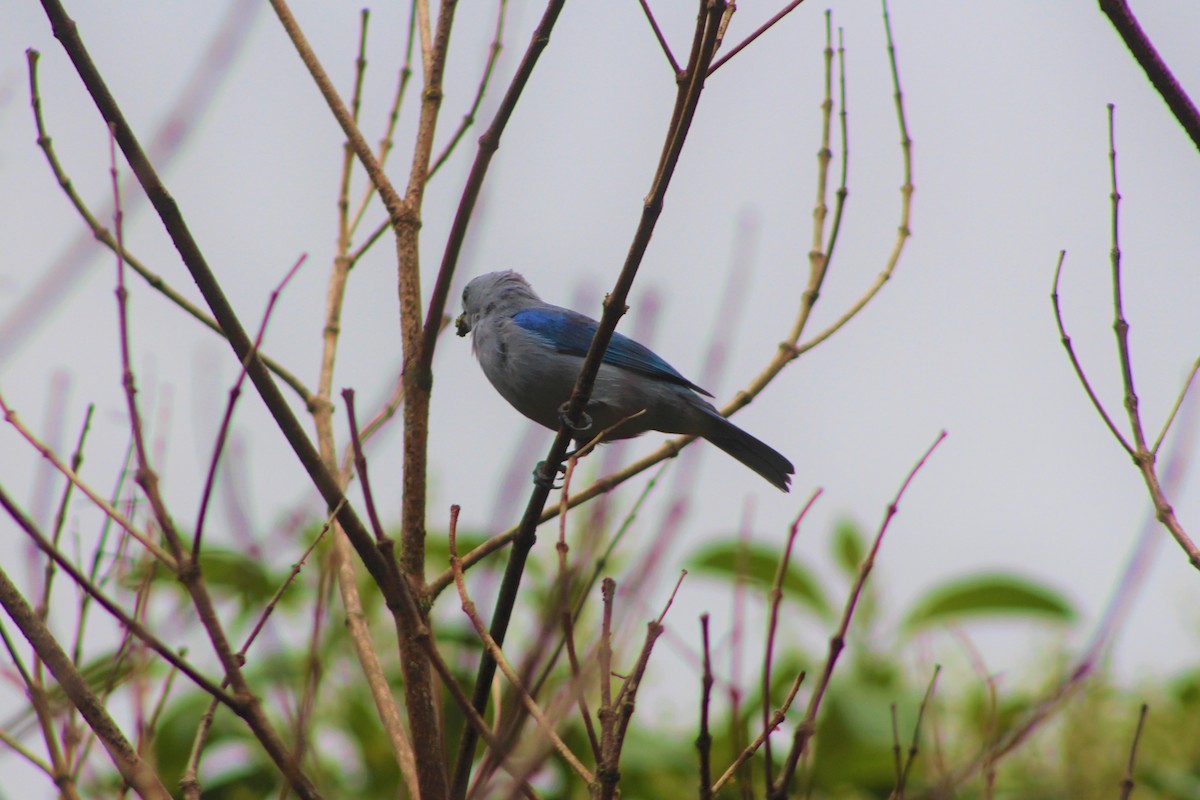Blue-gray Tanager - ML587083171