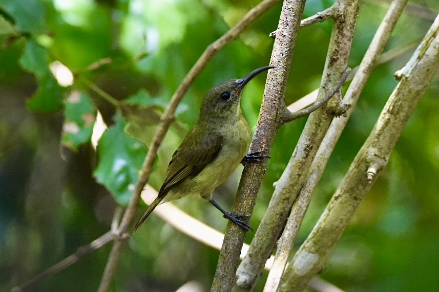 Mouse-colored Sunbird - ML587084921