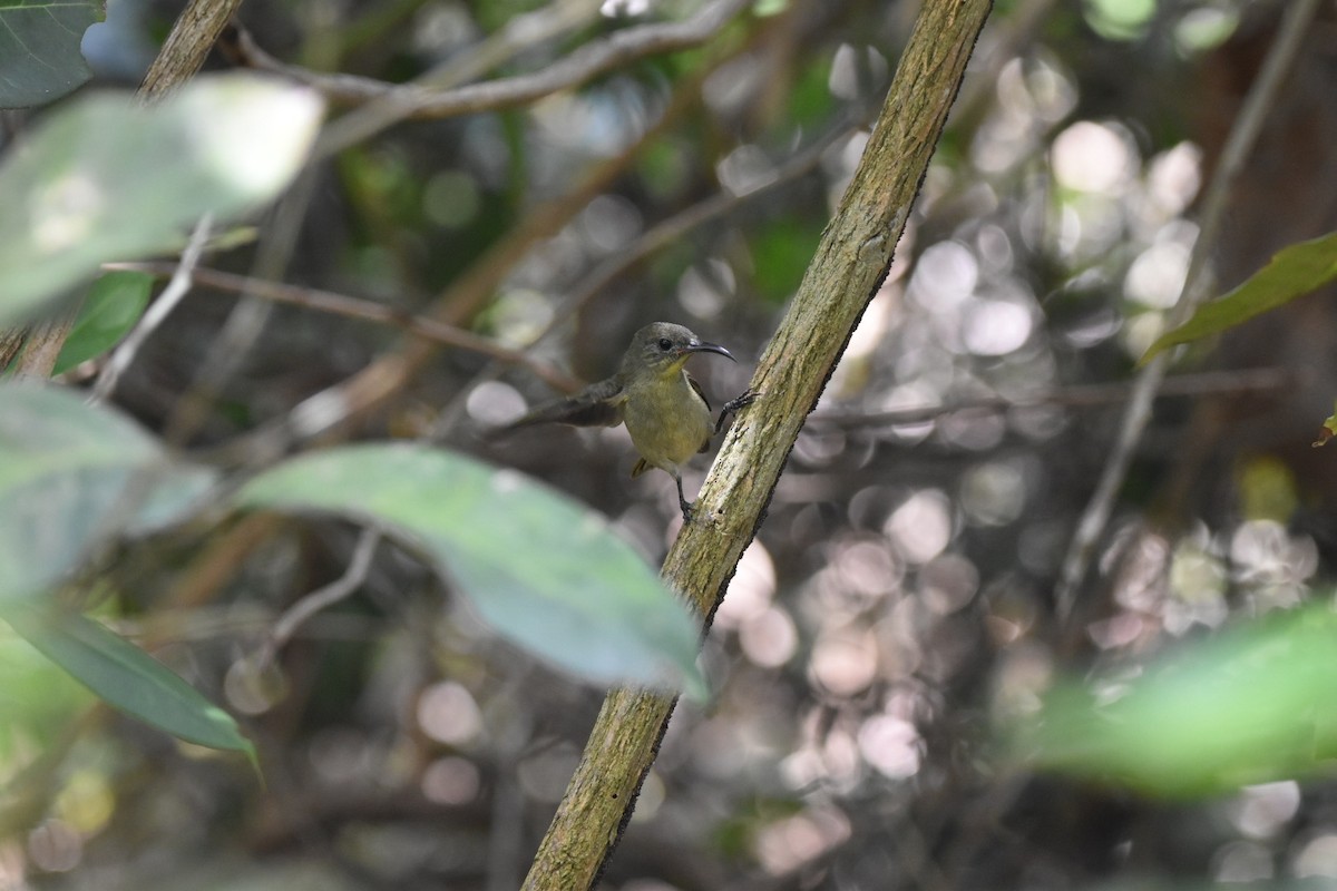 Mouse-colored Sunbird - ML587084961