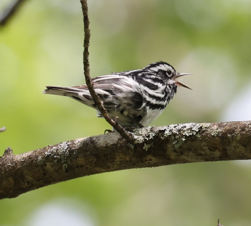 Black-and-white Warbler - ML587086871