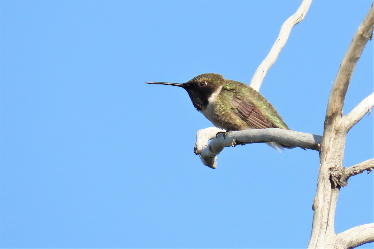 Black-chinned Hummingbird - ML587088941