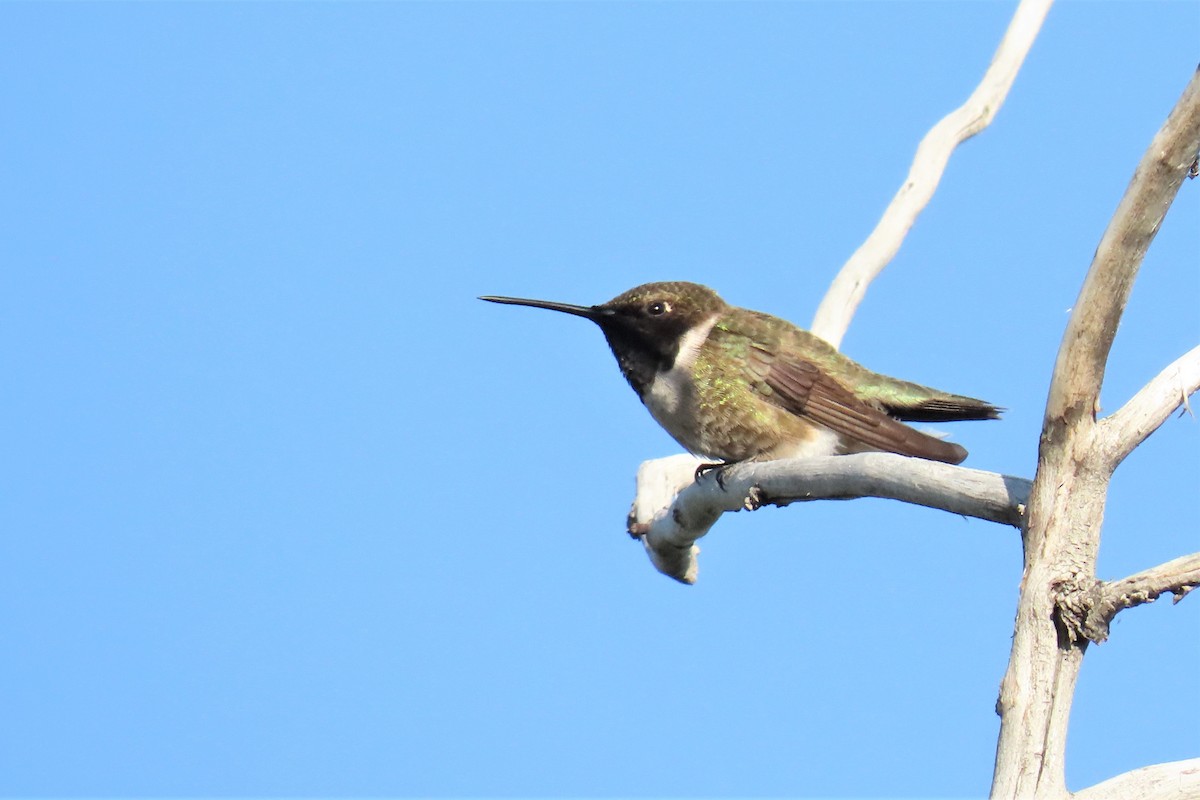 Black-chinned Hummingbird - ML587089221