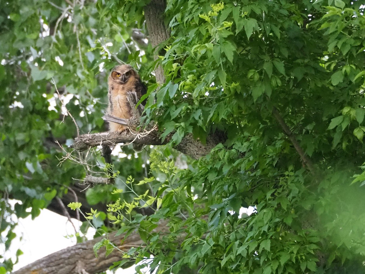 Great Horned Owl - ML587093411