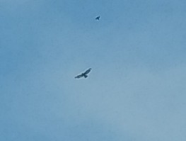 Broad-winged Hawk (Northern) - ML587094051