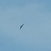 Broad-winged Hawk (Northern) - ML587094261