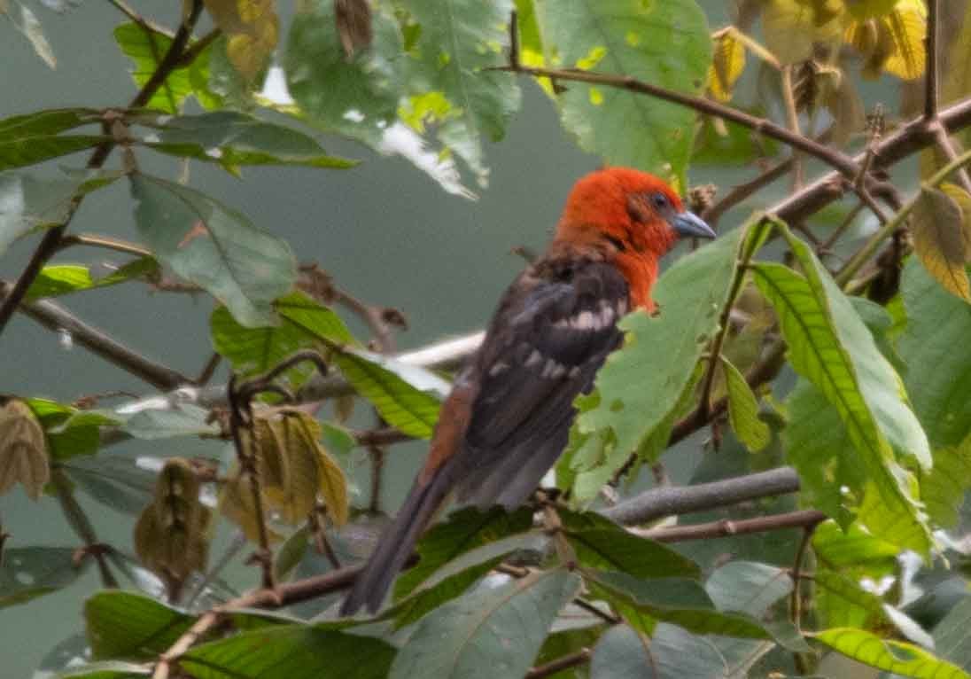 Flame-colored Tanager - ML587094711