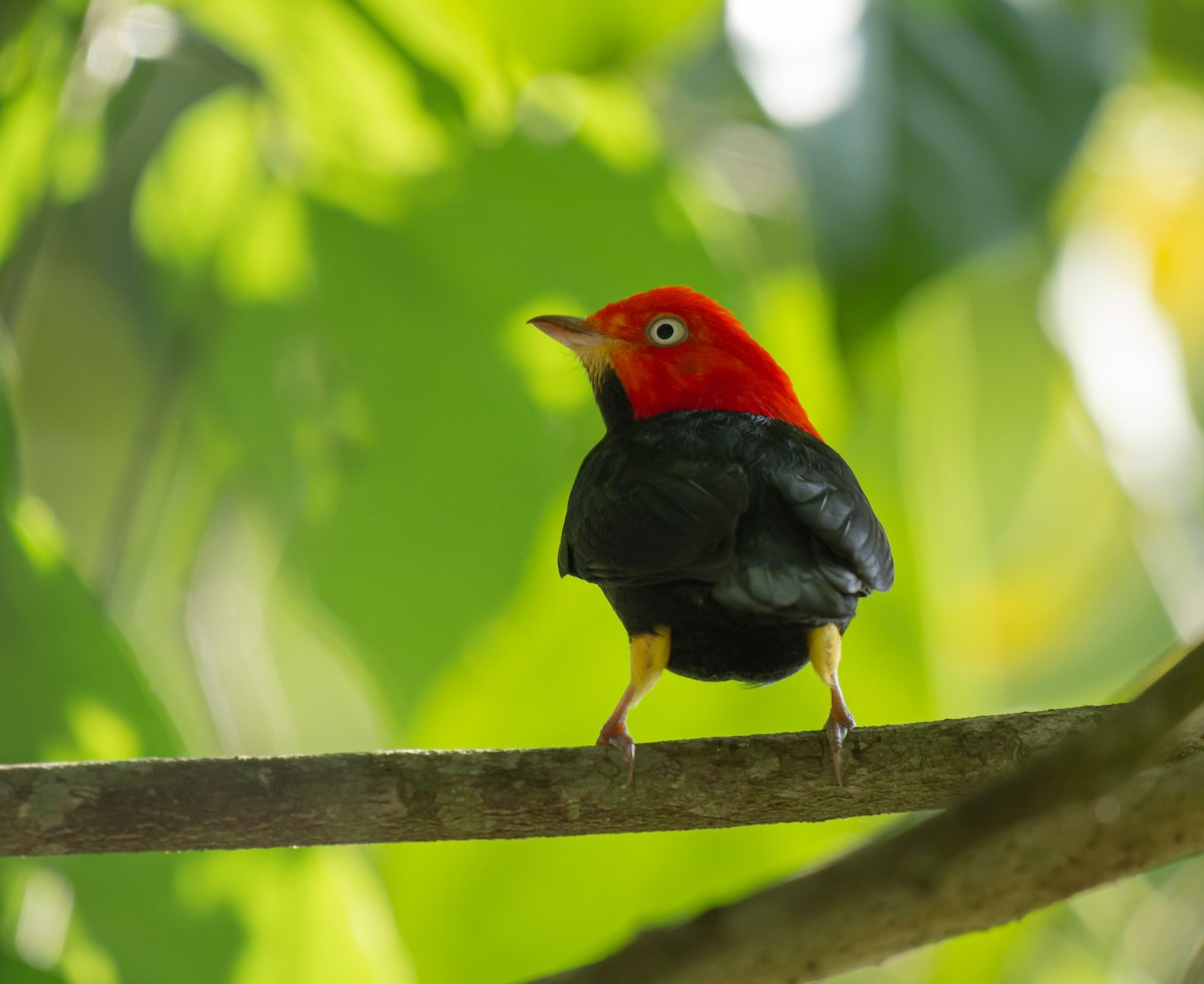 Red-capped Manakin - ML587097981