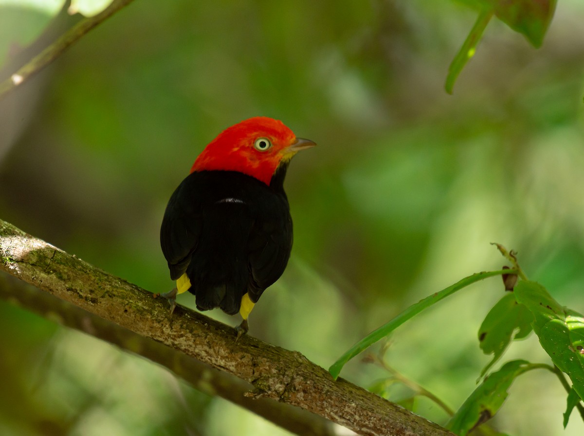 Red-capped Manakin - ML587097991