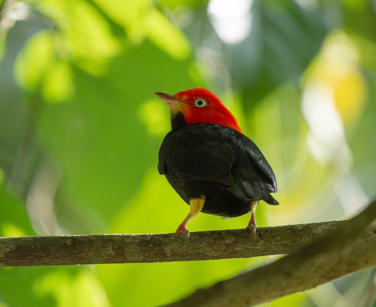 Red-capped Manakin - ML587098141