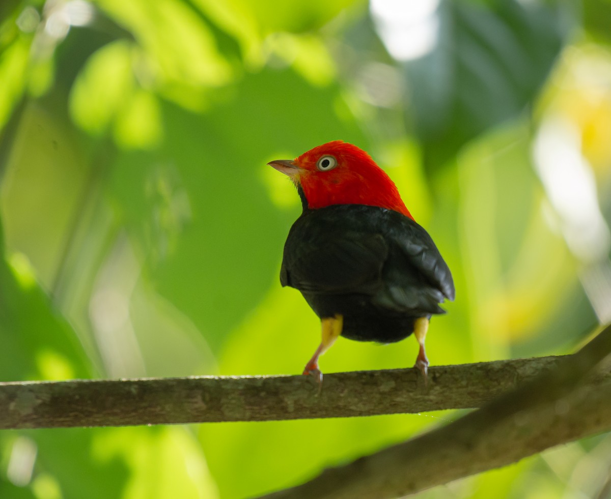 Red-capped Manakin - ML587098151