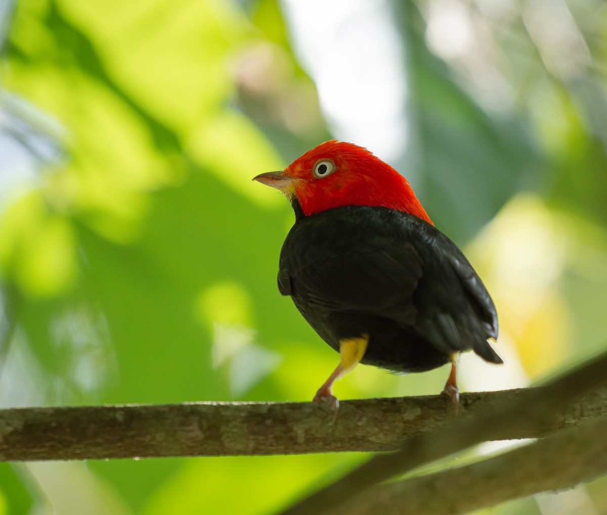 Red-capped Manakin - ML587098161
