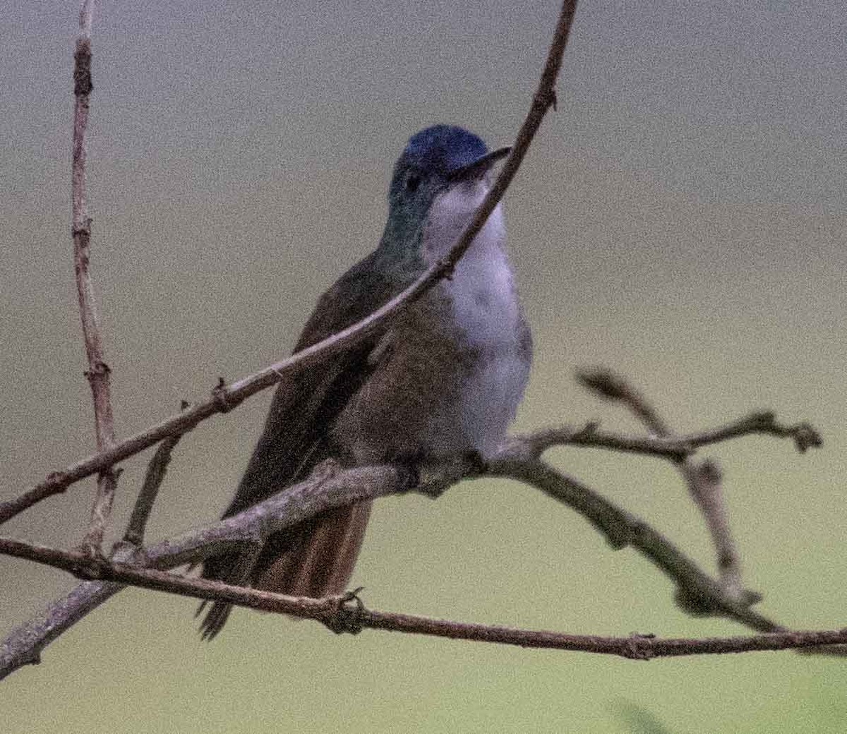 Azure-crowned Hummingbird - ML587102881