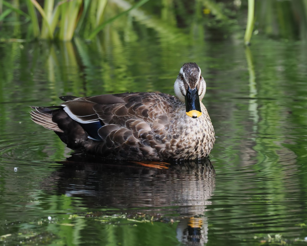 Eastern Spot-billed Duck - Andrew Whitehouse
