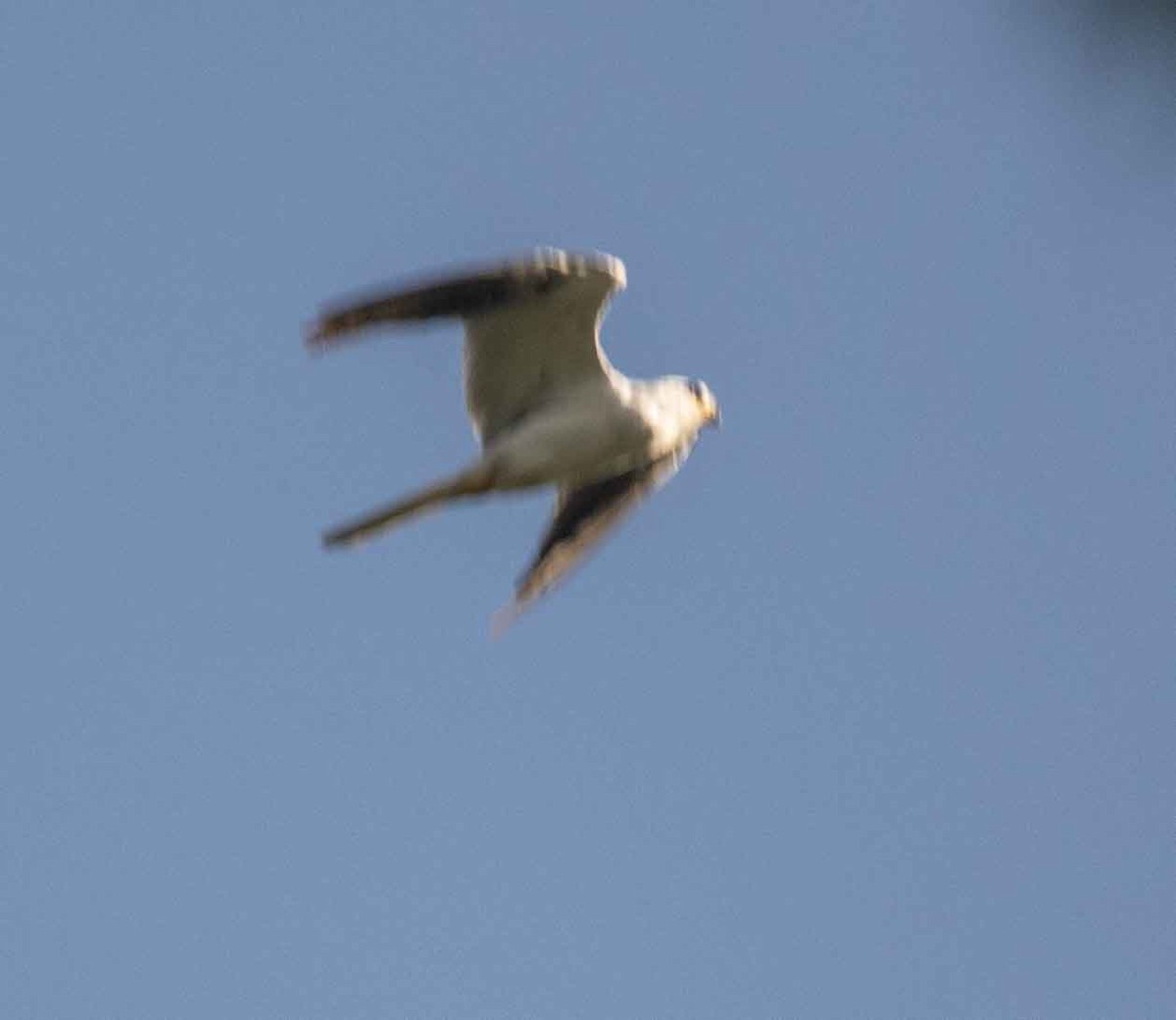 White-tailed Kite - ML587106241