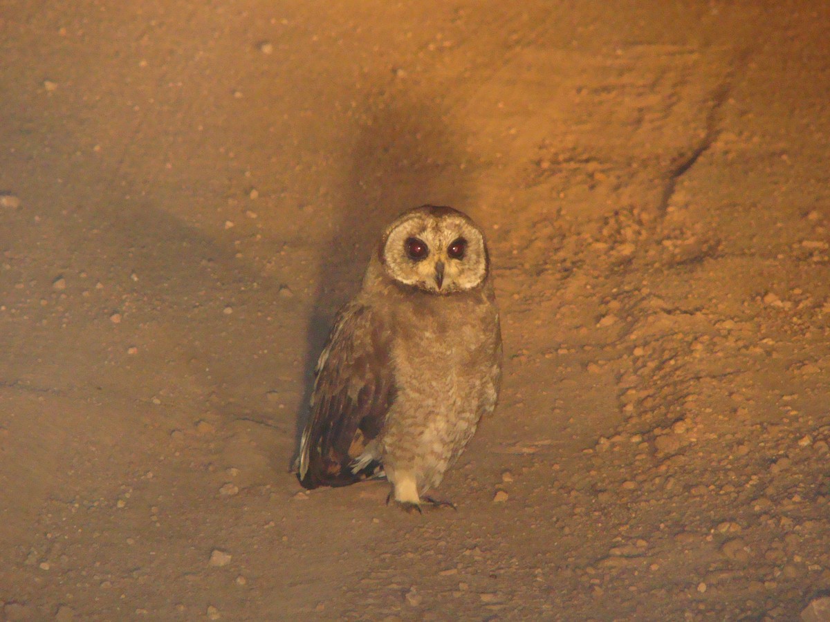 Marsh Owl - Steve Patmore