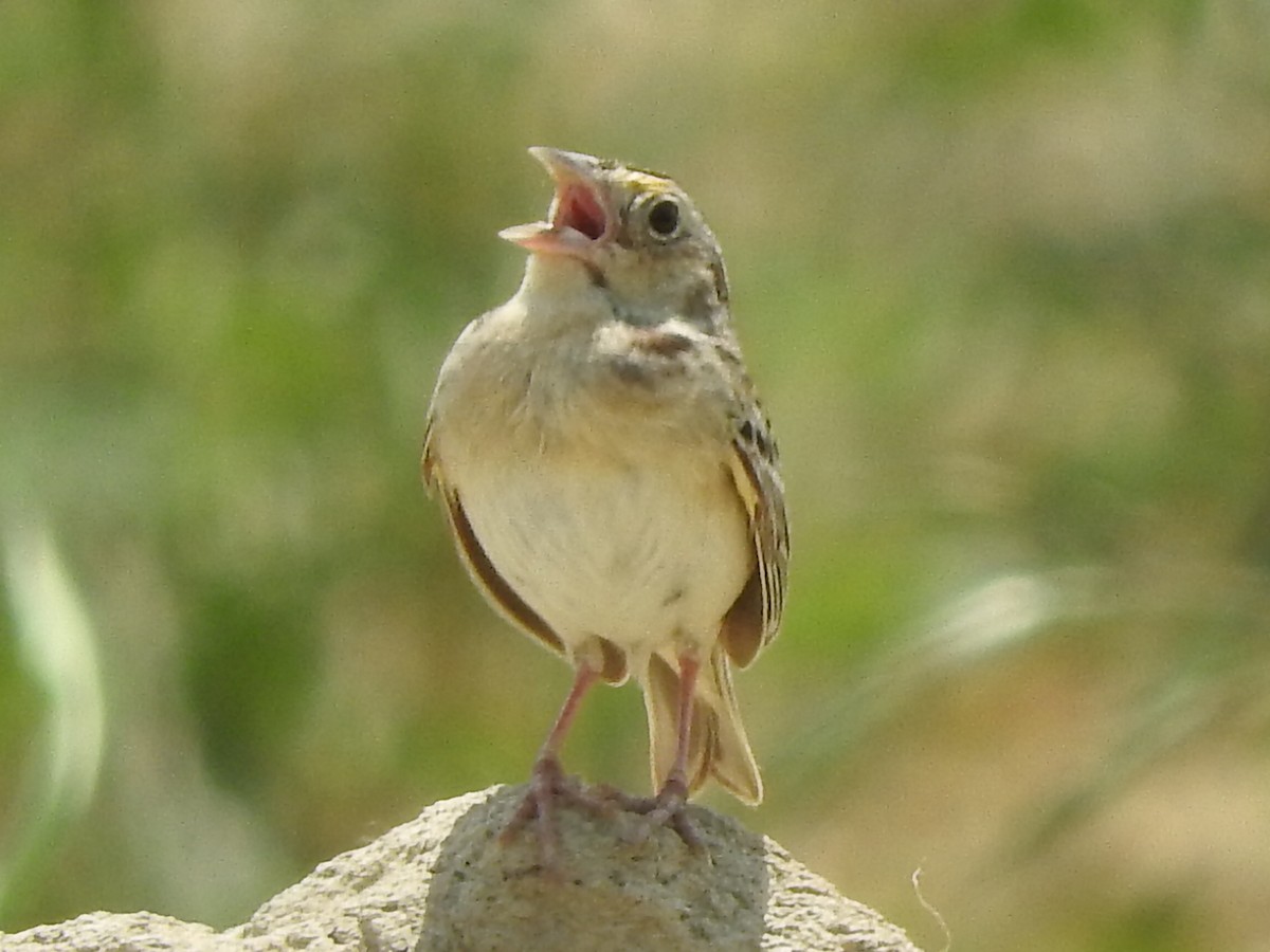 Grasshopper Sparrow - ML587108001