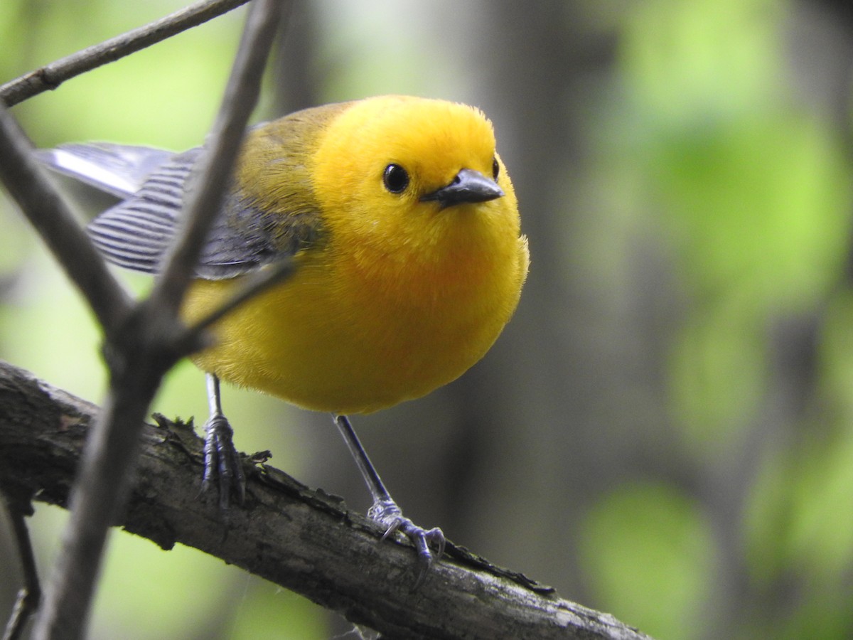 Prothonotary Warbler - ML587108541