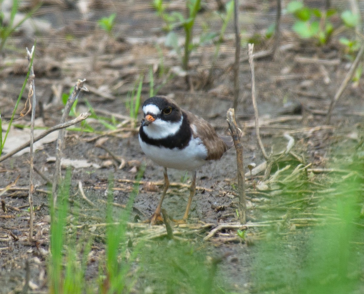 Semipalmated Plover - ML58710921
