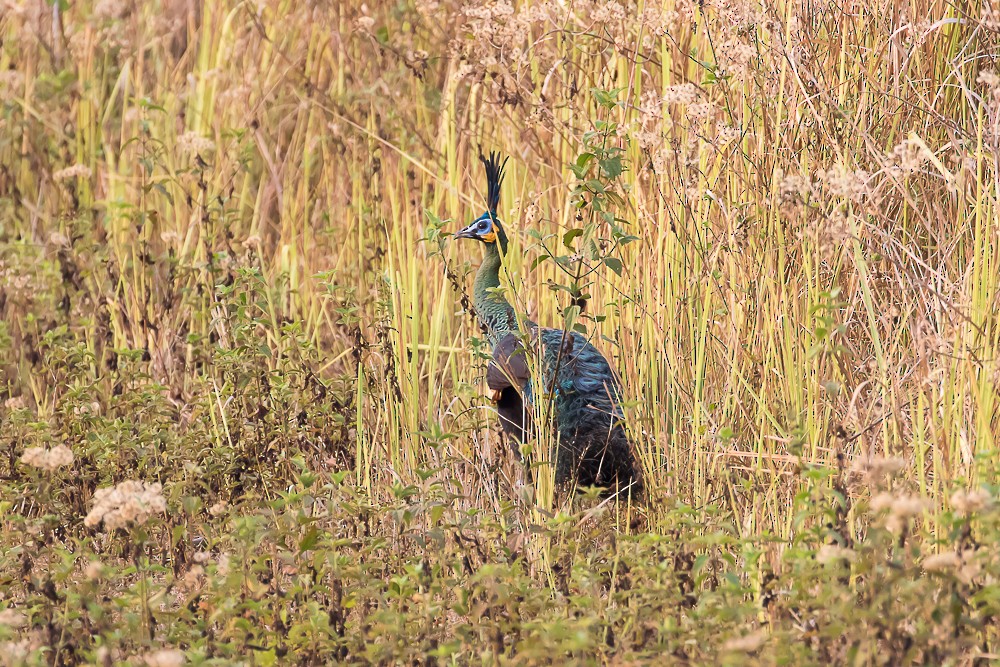 Green Peafowl - ML587111111