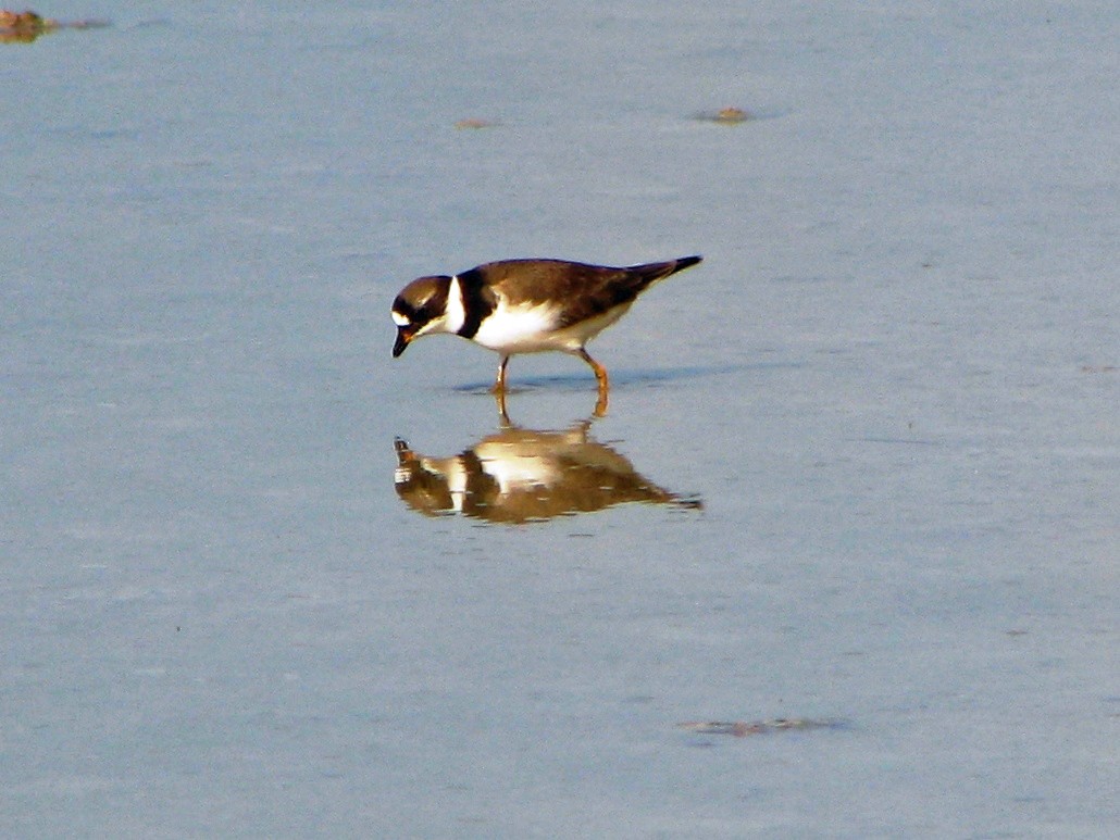 Semipalmated Plover - ML587111191