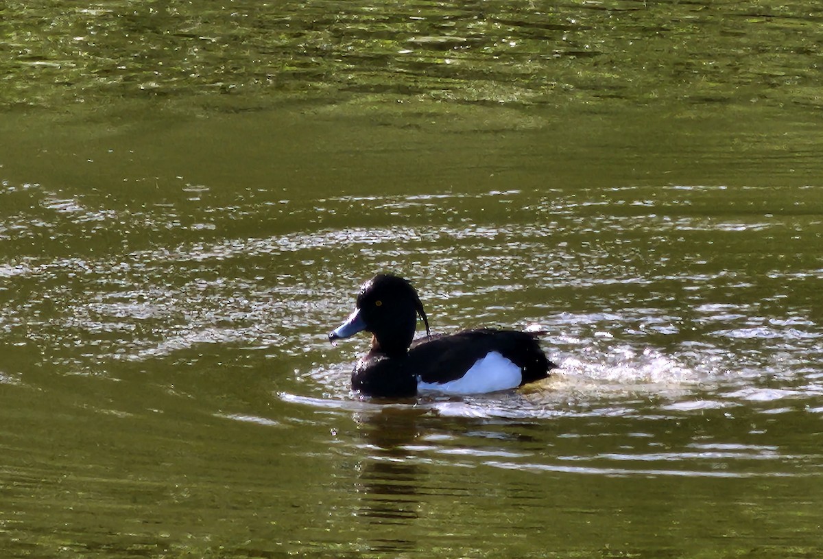 Tufted Duck - ML587111361