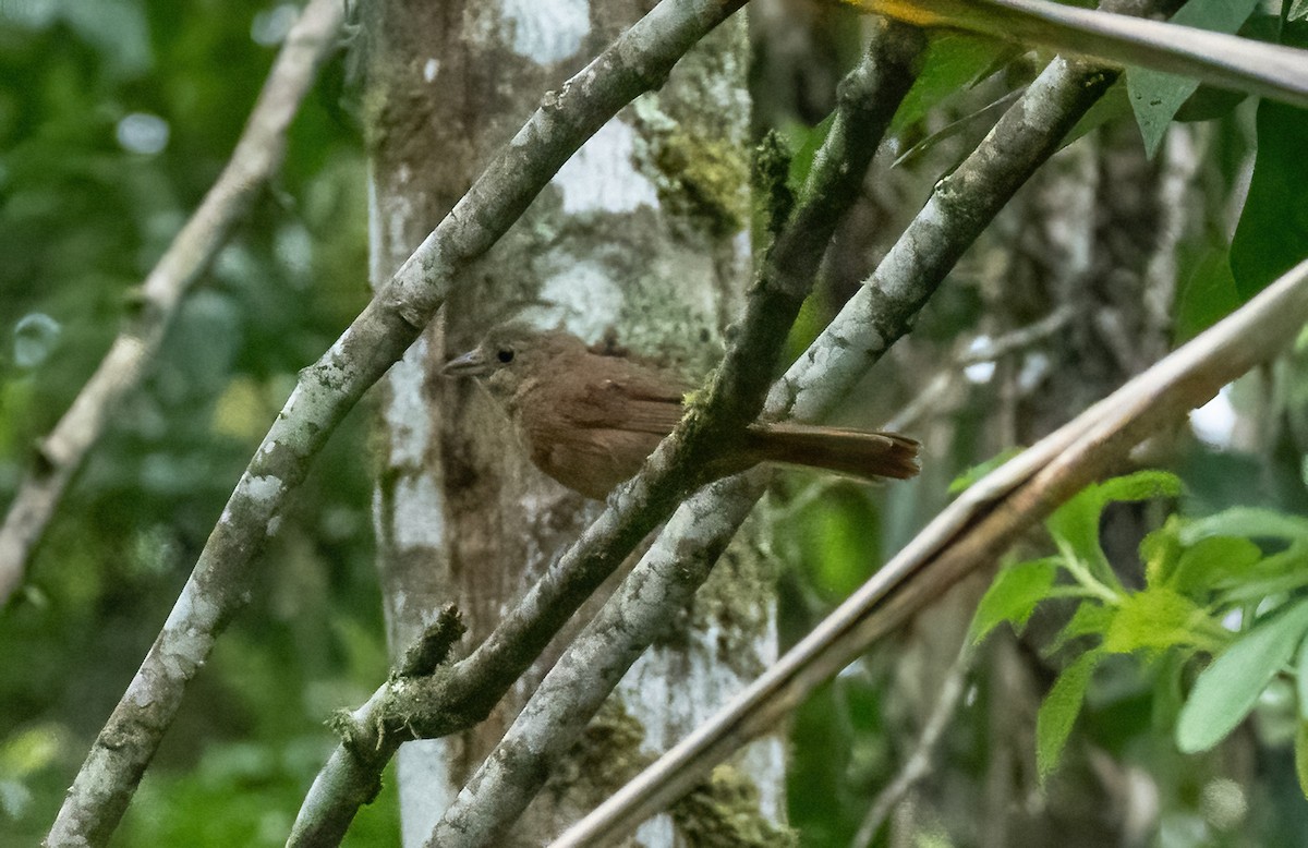 Brown Tanager - ML587112221