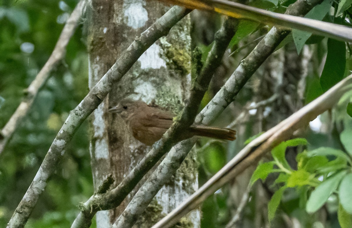 Brown Tanager - ML587112231