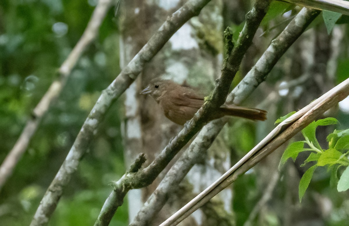 Brown Tanager - ML587112301