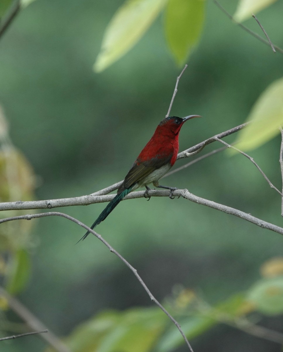 Green-tailed Sunbird - Ken Weiss