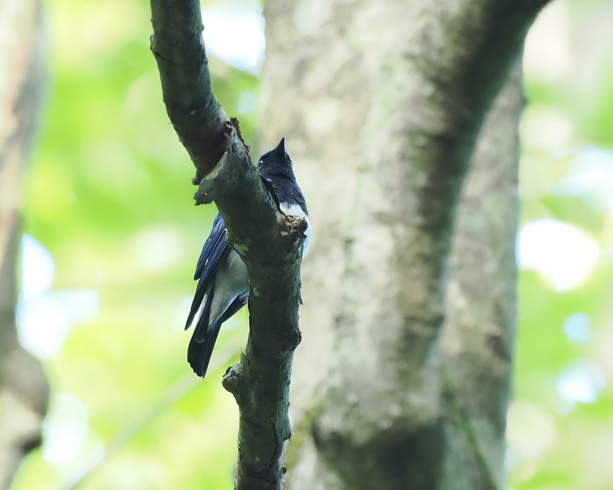 Blue-and-white Flycatcher - Andrew Whitehouse