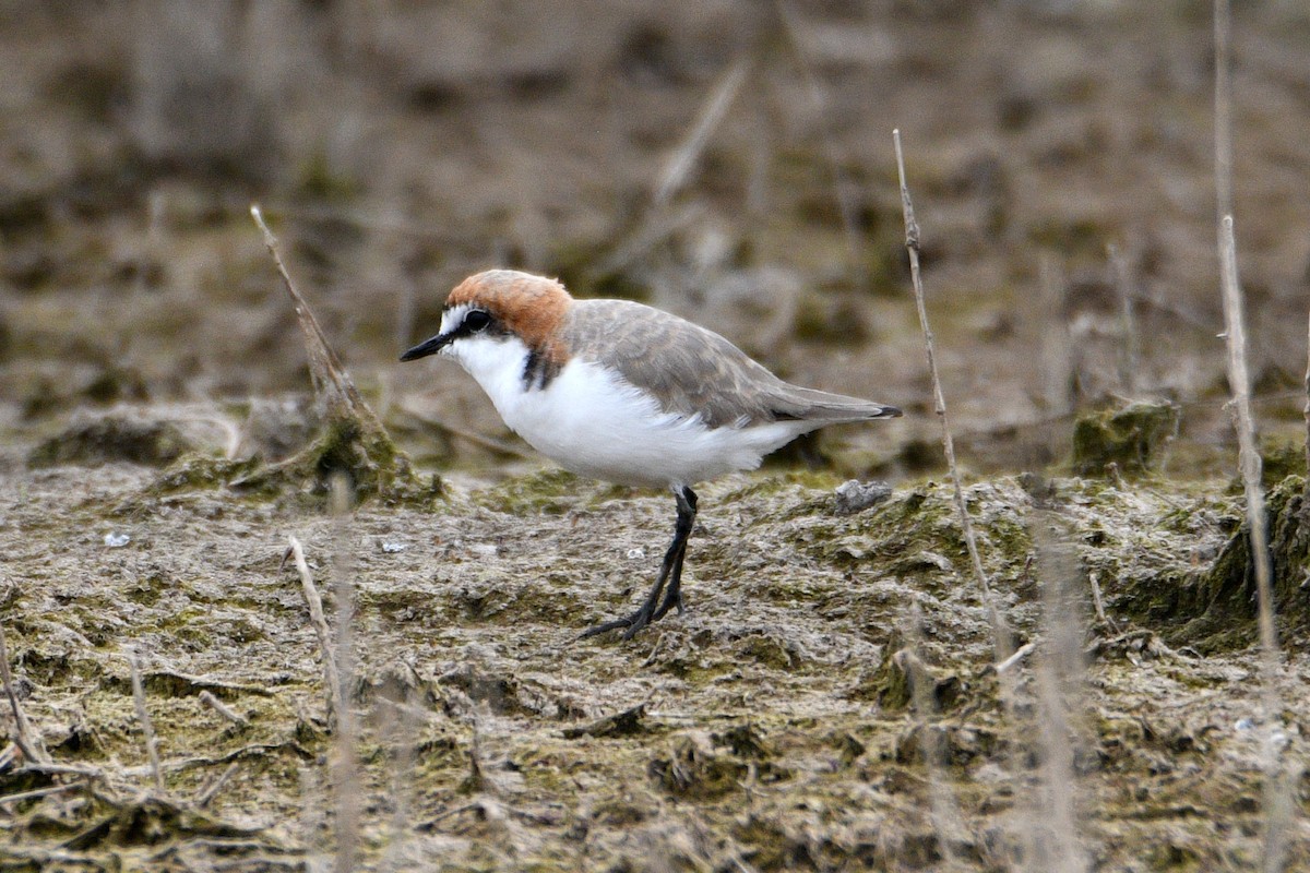 Red-capped Plover - ML587123101